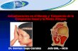 Actualizaciones en el Manejo y Tratamiento de la Congestión Nasal y la Rinitis Alérgica Dr. German Gago Corrales Jefe ORL – HCG.
