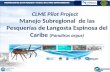 12/04/20151 CLME Pilot Project Manejo Subregional de las Pesquerías de Langosta Espinosa del Caribe (Panulirus argus)