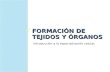 FORMACIÓN DE TEJIDOS Y ÓRGANOS Introducción a la especialización celular.