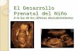 El Desarrollo Prenatal del Niño A la luz de los últimos descubrimientos.