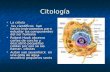 Citología  La célula  los científicos han hecho instrumentos para estudiar los componentes del ser humano  Robert Hook observo cortes de corcho y descubrió.