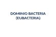 DOMINIO BACTERIA (EUBACTERIA). CARACTERISTICAS Morfológicamente simples y pequeños 1 molécula circular de ADN.