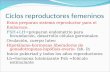 Ciclos reproductores femeninos Estos preparan sistema reproductor para el Embarazo. FSH+LH=preparan endometrio para fecundación, desarrollo células germinales.