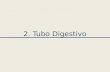 2. Tubo Digestivo. 2. Tubo Digestivo: Generalidades Capas o Túnicas Componentes Histológicos 1. Mucosa Epitelio/ lámina basal Lámina propia (corion) V.
