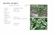 BACOPA BLANCA Sutera cordata Familia: Origen: Hoja: Floración: Altura: Diámetro: Exposición: Suelos: Riego: Crecimiento: Comentario: Scrophulariaceae Sudáfrica.