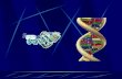 B-DNA A-DNA Z-DNA Organización del DNA Eucariote Fibra de 10 nm “Perlas de collar”