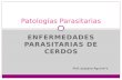 ENFERMEDADES PARASITARIAS DE CERDOS Patologías Parasitarias Prof: Judyana Aguirre V.