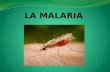1.¿Qué es la malaria? La malaria es una infección de los glóbulos rojos causada por el Plasmodium (Un protozoo que transporta la hembra del mosquito Anopheles.
