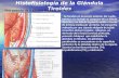 Histofisiología de la Glándula Tiroides Vista posterior de la glándula tiroides y paratiroides Vista anterior de la glándula tiroides Se localiza en la.