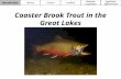 Coaster Brook Trout in the Great Lakes