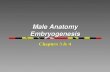 Male Anatomy Embryogenesis