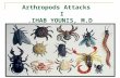 Arthropods Attacks  I IHAB YOUNIS, M.D.