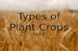 Types of Plant Crops