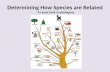 Determining How Species are Related - A closer look at phylogeny
