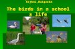 Secondary school “Hristo Botev”  Bajkal,Bulgaria The birds in a school s life