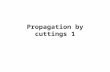 Propagation by  cuttings  1