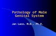Pathology of Male Genital System
