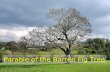 Parable of the Barren Fig Tree