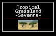 Tropical Grassland -Savanna