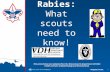 Rabies:  What scouts need to know!