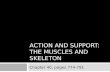 Action and support: the muscles and skeleton