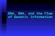 DNA, RNA, and the Flow of Genetic Information