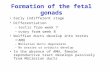 Formation of the fetal gonads