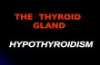THE  THYROID  GLAND
