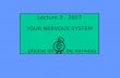 Lecture 3 - 2007 YOUR NERVOUS SYSTEM …please do not be nervous