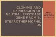 Cloning and expression of neutral protease gene from B.  Stearothermophilus