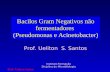 Bacilos Gram Negativos não fermentadores  (Pseudomonas e Acinetobacter)