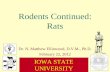 Rodents Continued: Rats