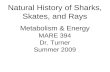 Natural History of Sharks, Skates, and Rays Metabolism & Energy MARE 394 Dr. Turner Summer 2009
