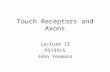 Touch Receptors and Axons