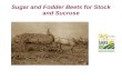 Sugar and Fodder Beets for Stock and Sucrose