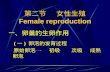第二节    女性生殖 Female reproduction