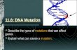 11.6: DNA Mutation
