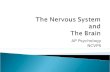 The  Nervous System and The Brain