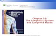 Chapter 16: The Lymphatic System and Lymphoid Tissue