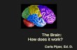 The Brain:  How does it work?