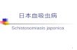 日本血吸虫 病 Schistosomiasis japonica