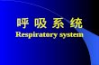 呼 吸 系 统 Respiratory system