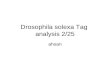 Drosophila solexa Tag  analysis 2/25