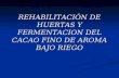 REHABILITACIÓN DE HUERTAS Y FERMENTACION DEL CACAO FINO DE AROMA BAJO RIEGO