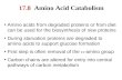 17.8   Amino Acid Catabolism