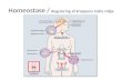 Homeostase /  Regulering af kroppens indre miljø
