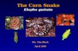 The Corn Snake Elaphe guttata