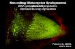 Non coding transcription by alternative  RNA polymerases regulates  chromatin loop dynamics