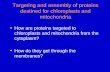 Targeting and assembly of proteins destined for chloroplasts and mitochondria