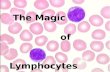The Magic                 of                   Lymphocytes